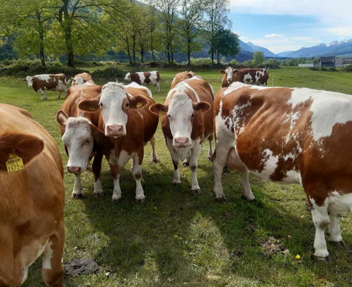 Kühe auf der Weide