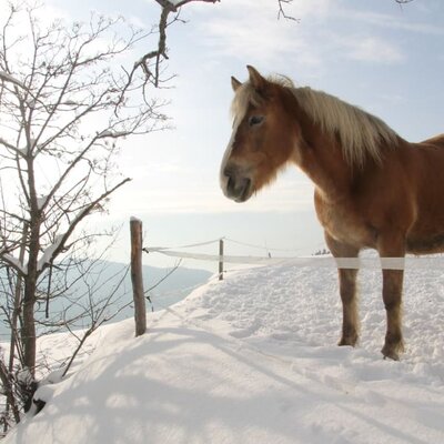 Winter am Kinderbauernhof