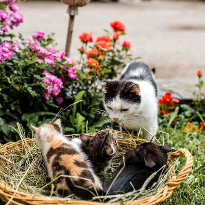 Hit am Hof "Katzen"