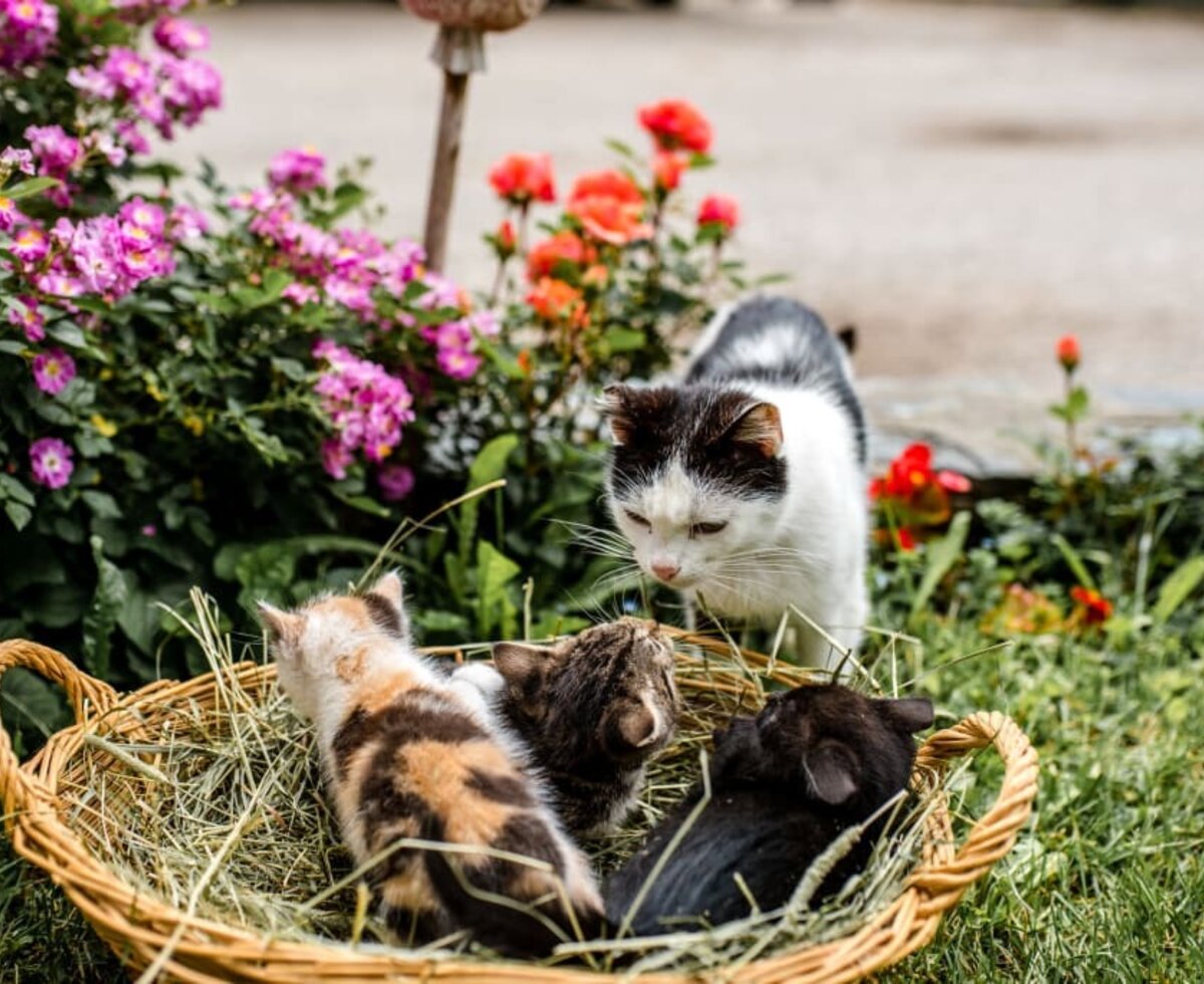 Hit am Hof "Katzen"