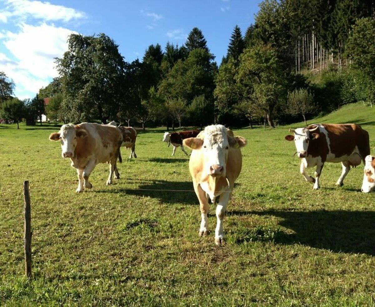 auf der Weide