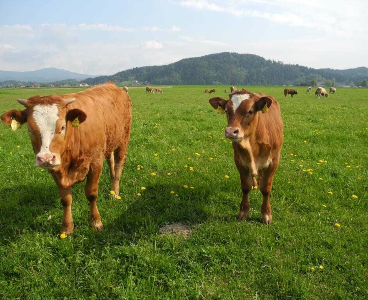 Unsere Kühe am Feld