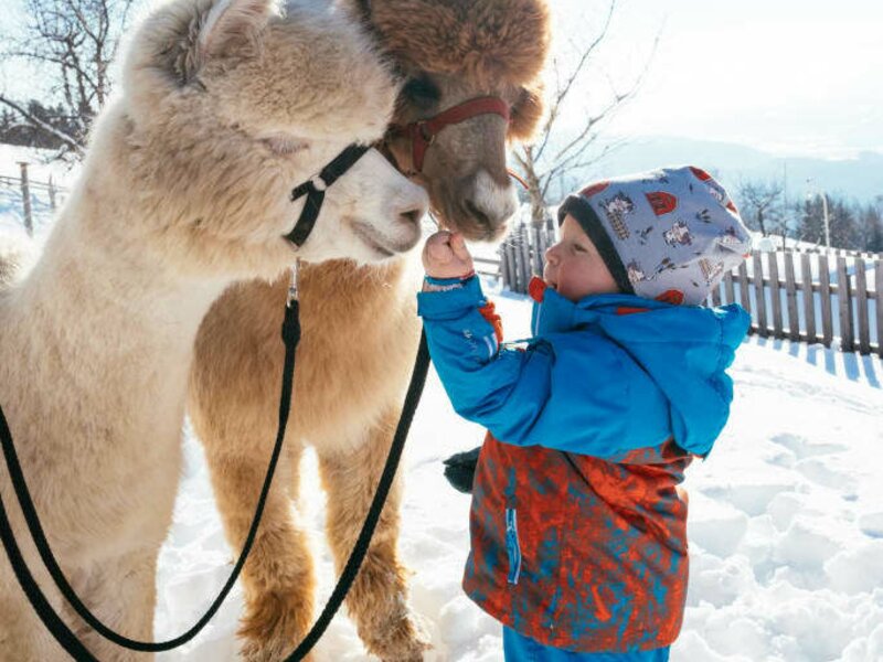 Lucky und Sammy (c) Daniel Gollner - UAB