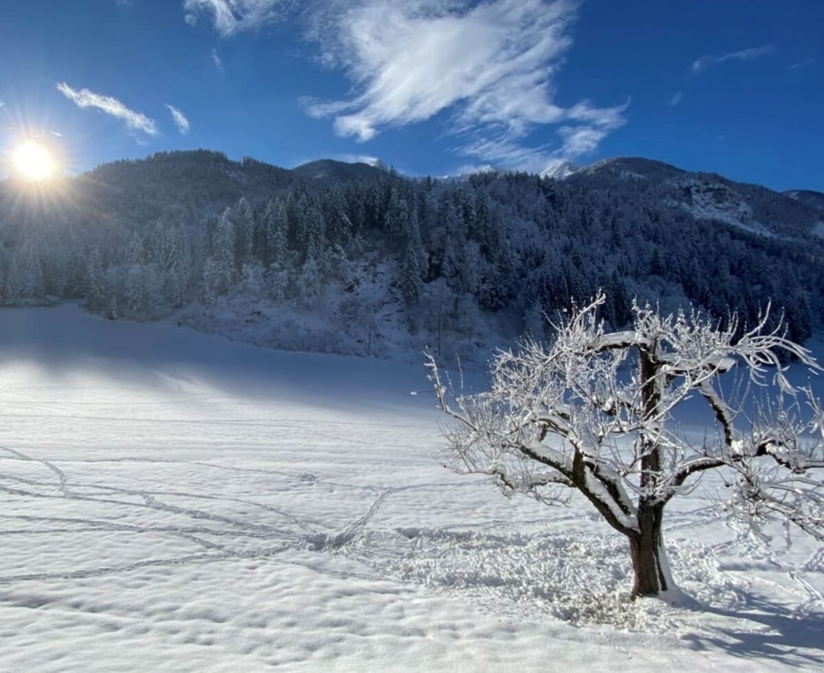 Weide im Winter