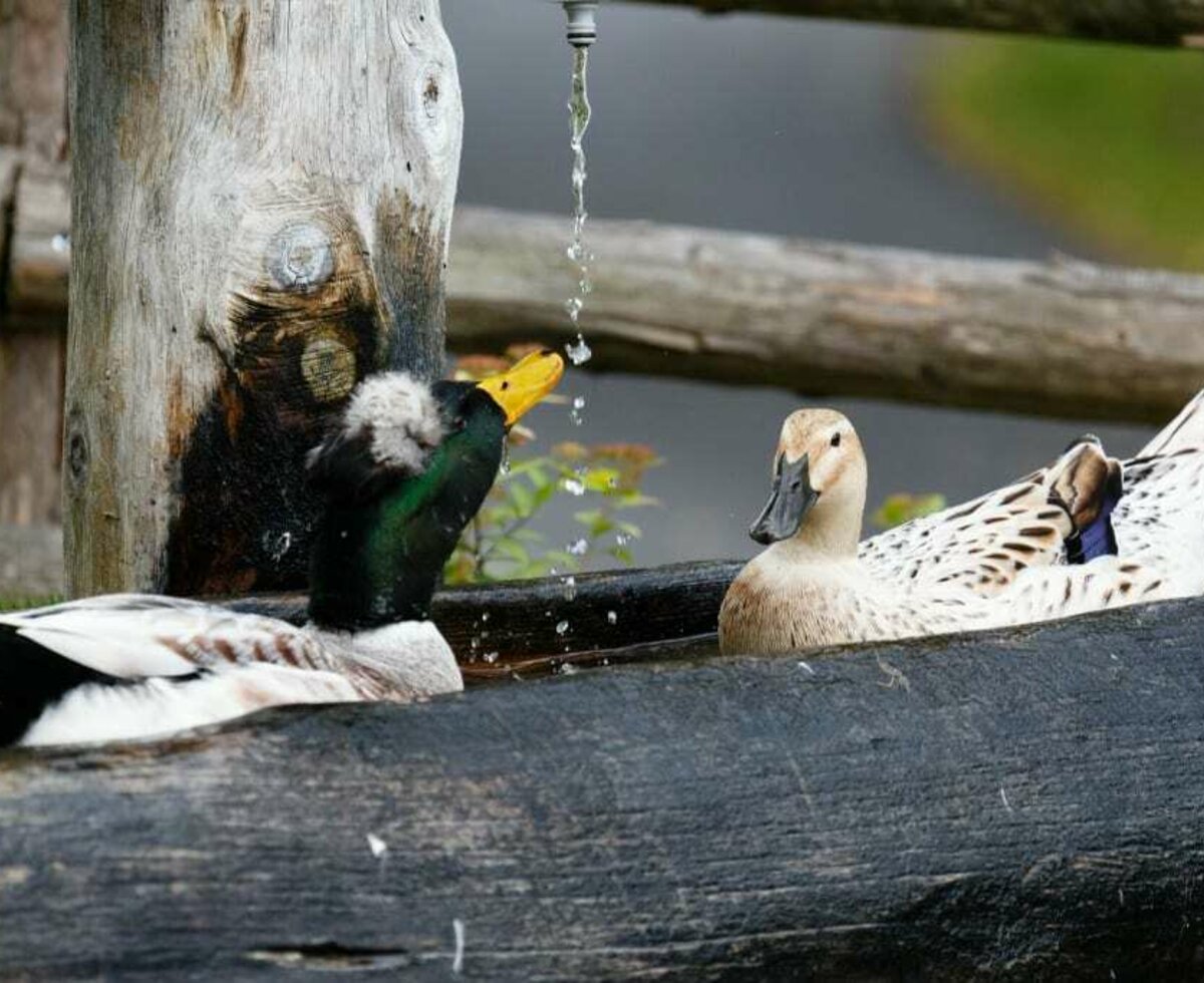 Enten beim morgendlichen Bad