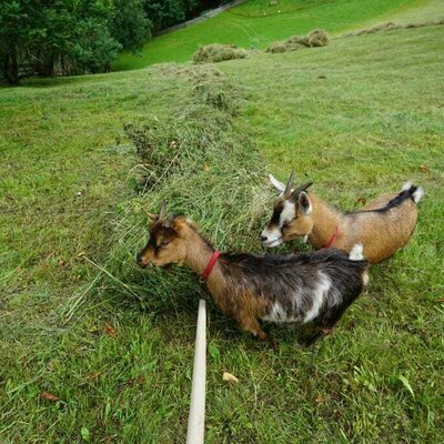 Hermine & Elli helfen bei der Heuarbeit