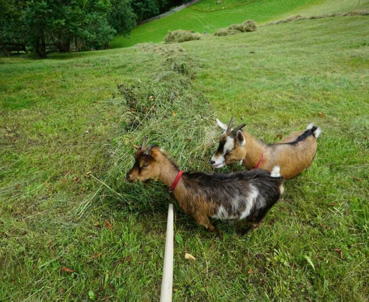 Hermine & Elli helfen bei der Heuarbeit