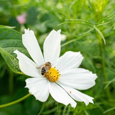 Cosmea mit Carnica-Biene