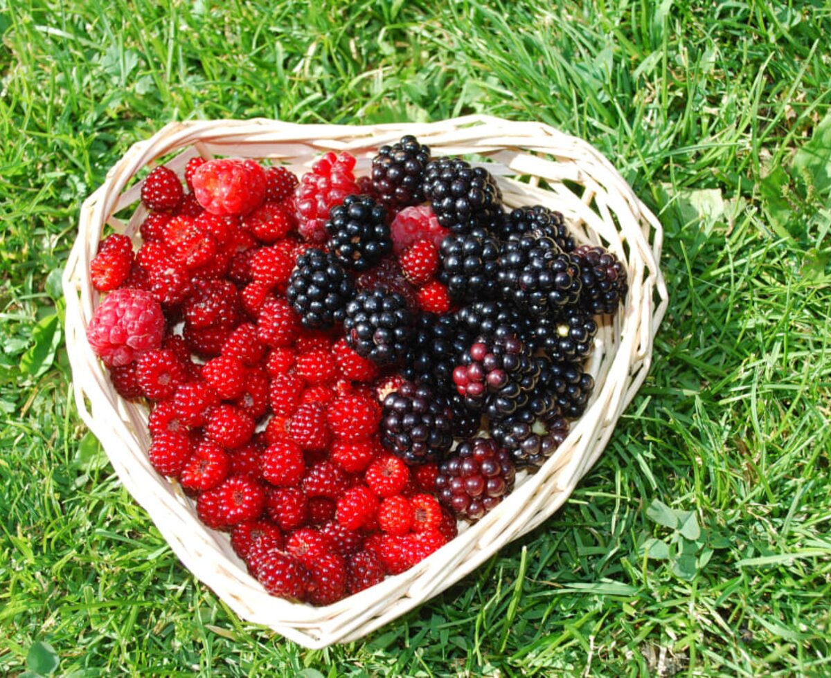 Beeren aus unserem Naschgarten