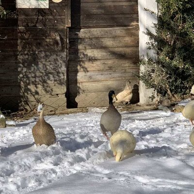 Enten im Schnee