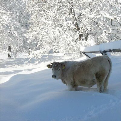 Kalb beim Wintersport