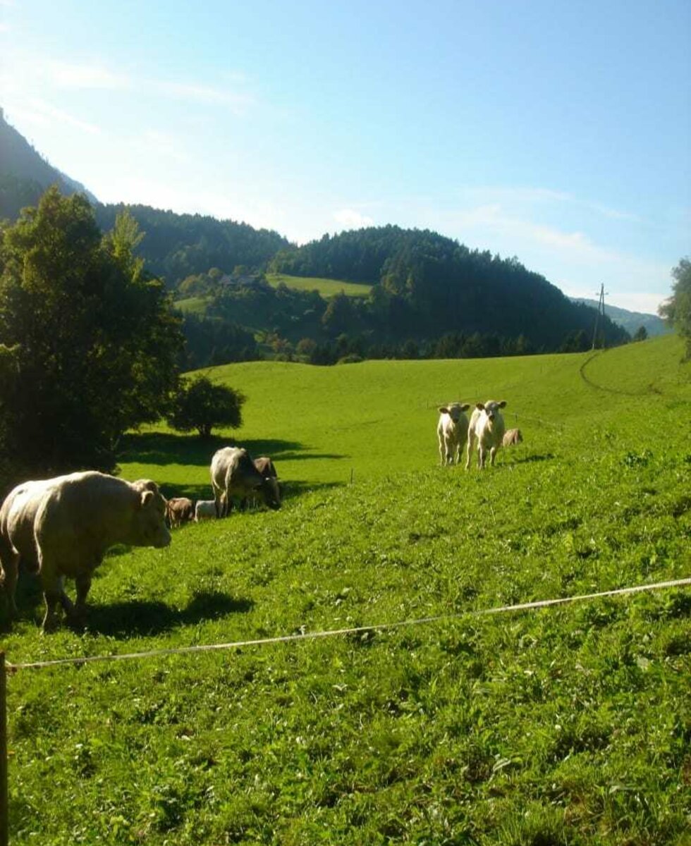 Unsere Herde auf der Wiese