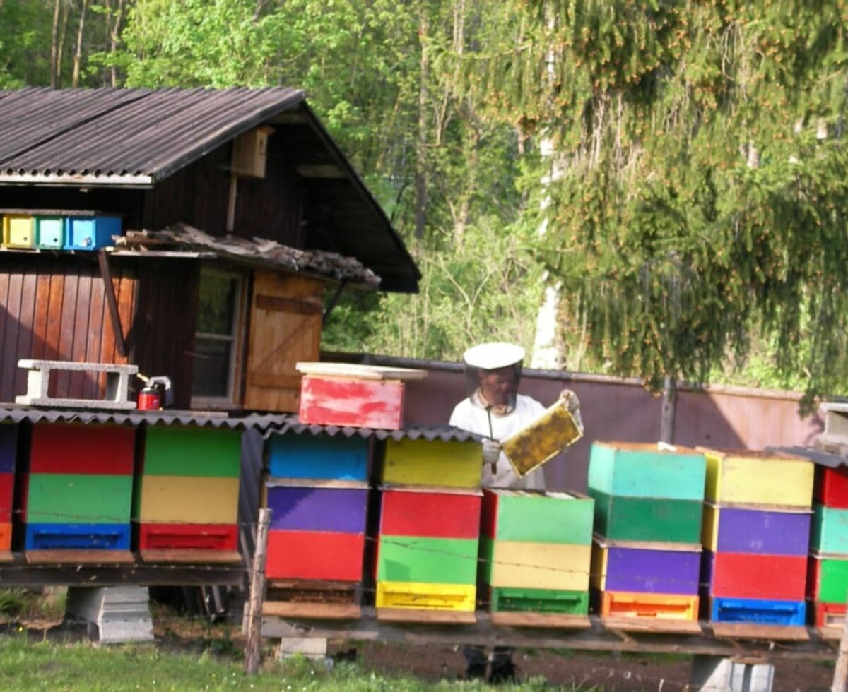 Bienen in der Fischeria  - Biohonig