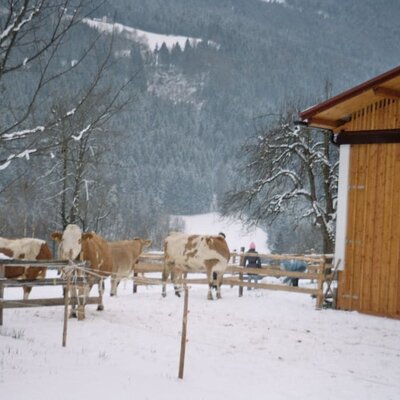 Kühe beim Tollen im Schnee