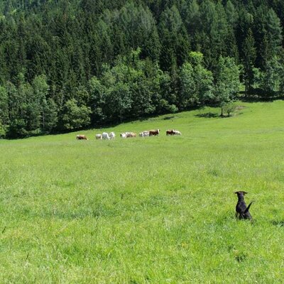 Sind das Kühe?