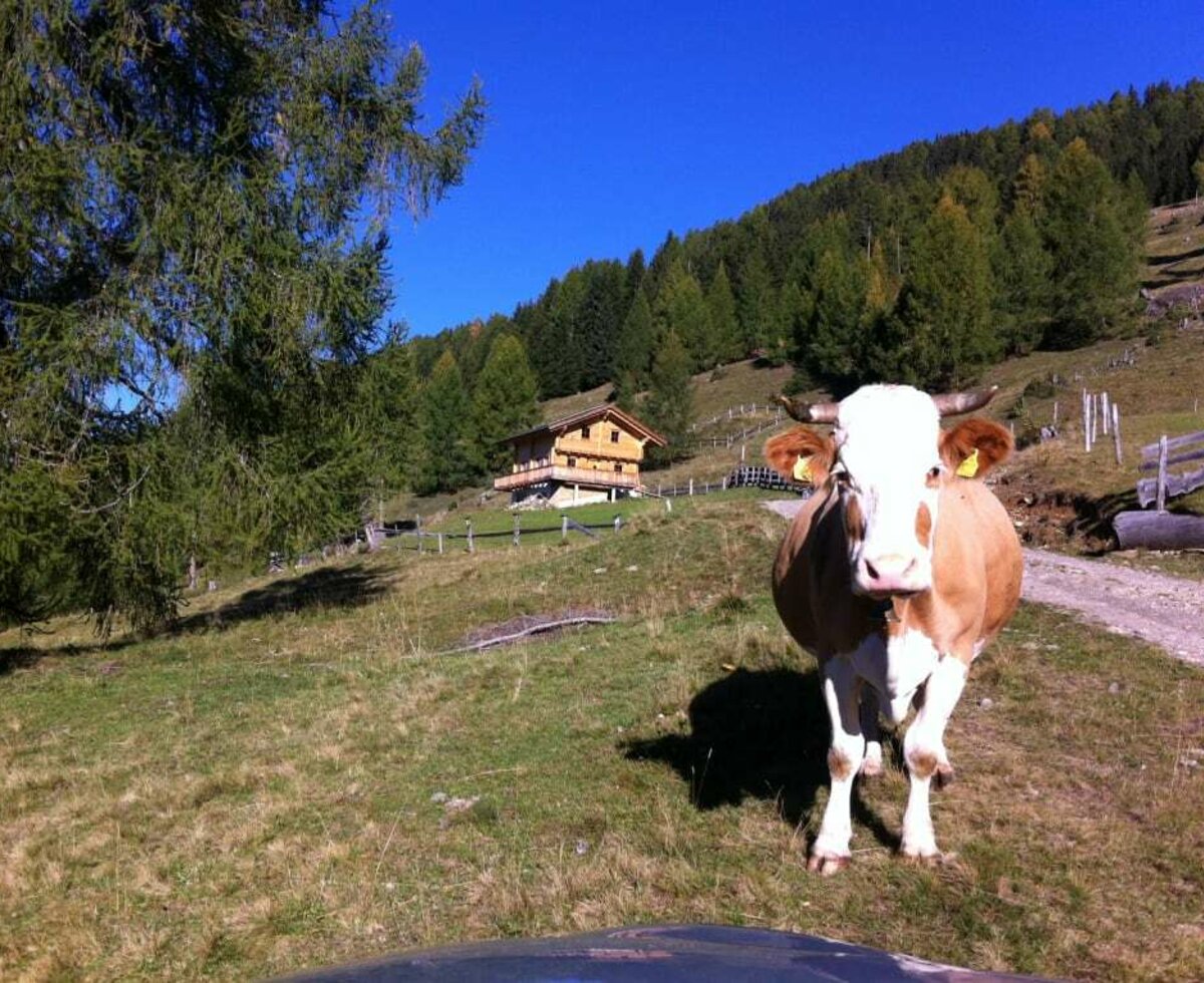 Kuh auf der Alm