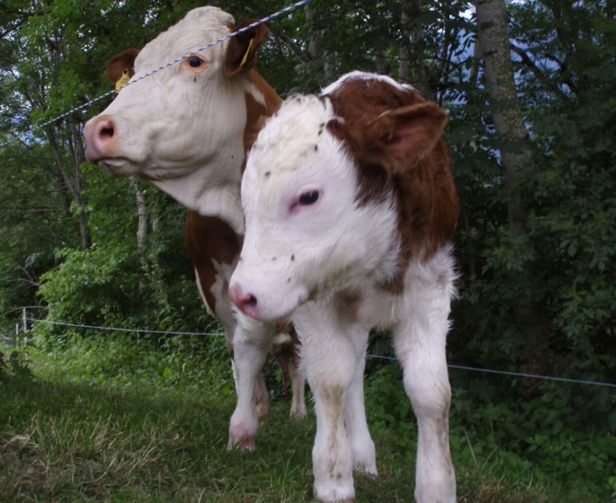 Kuh mit BabyKälbchen