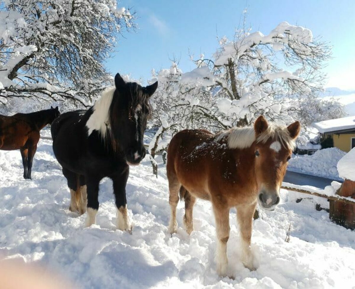 Tiere am Hof