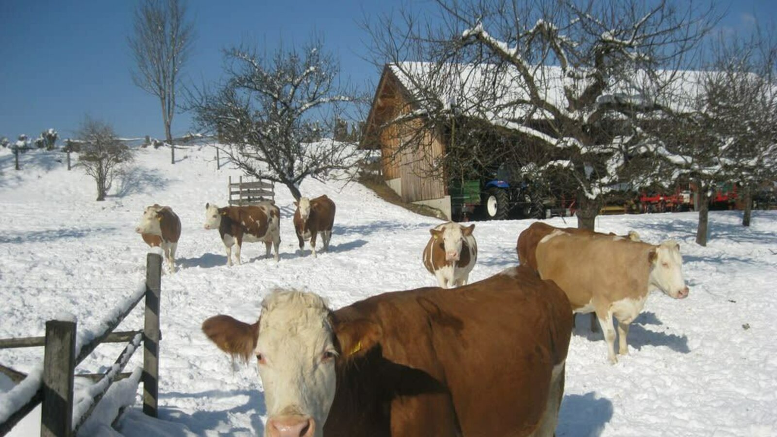 Glückliche Kühe im Winter