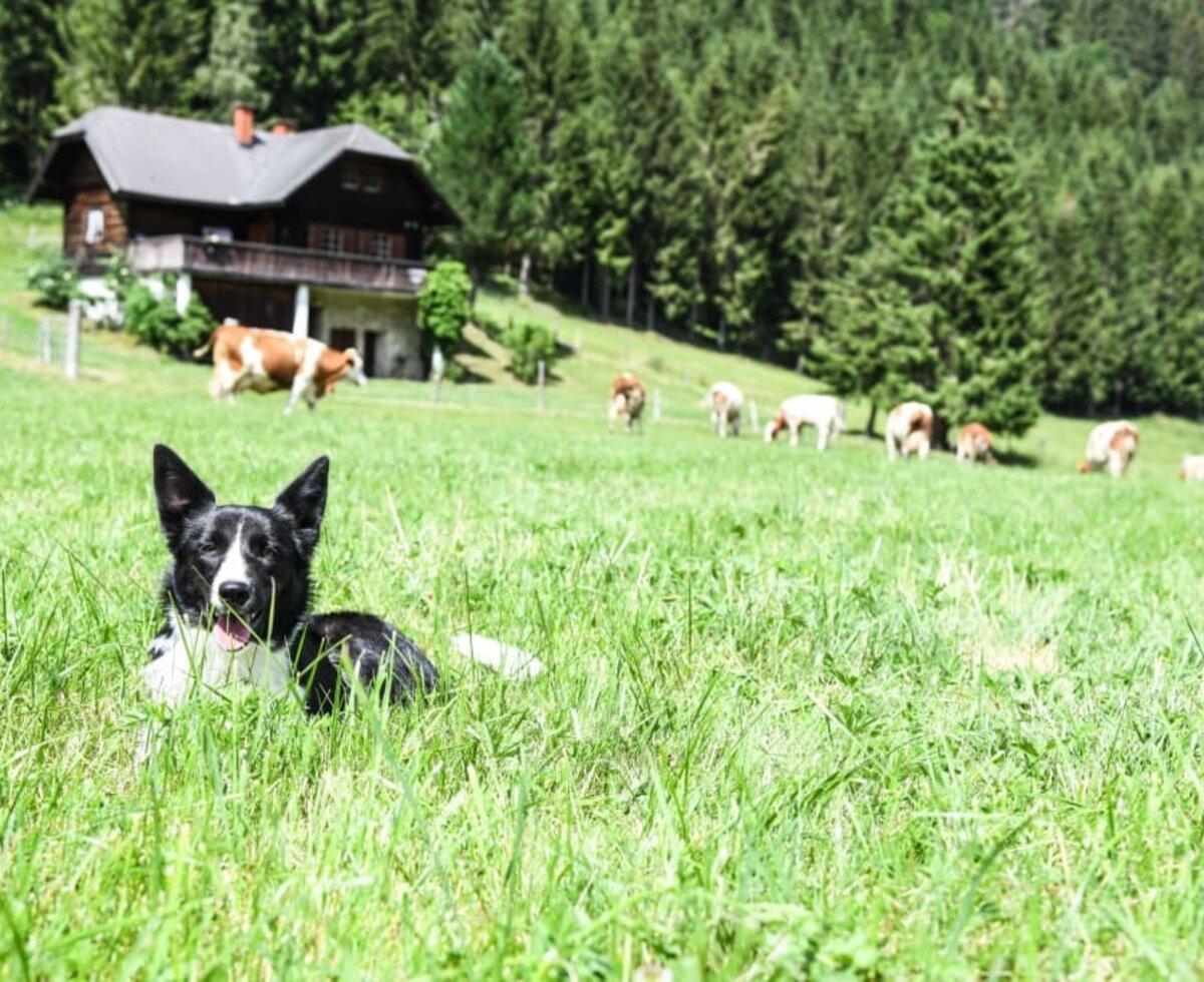 Weide mit Hund u Kühen -Felfernig