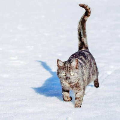 Katze im Schnee am Hof