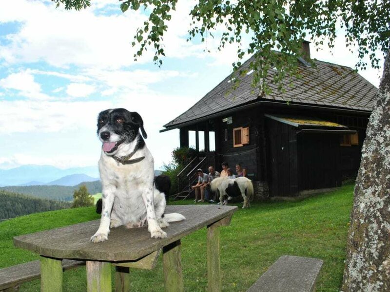 Micki unser Hofhund