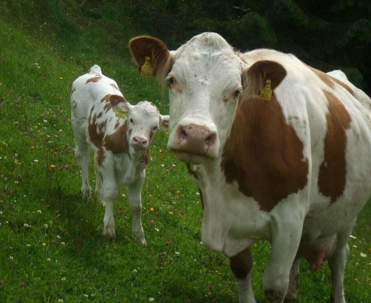 Mutterkuh und Kalb am Bauernhof