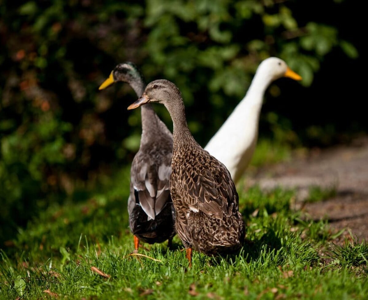 fee, anton und daisy