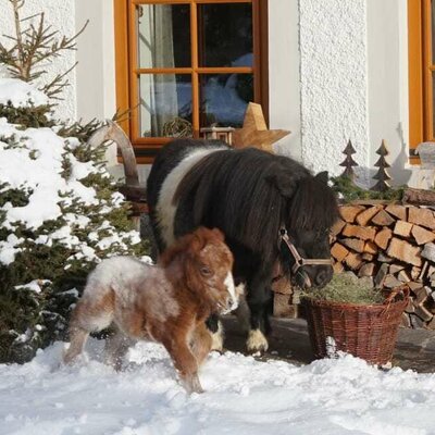 Ponystute Mia mit Fohlen Mara