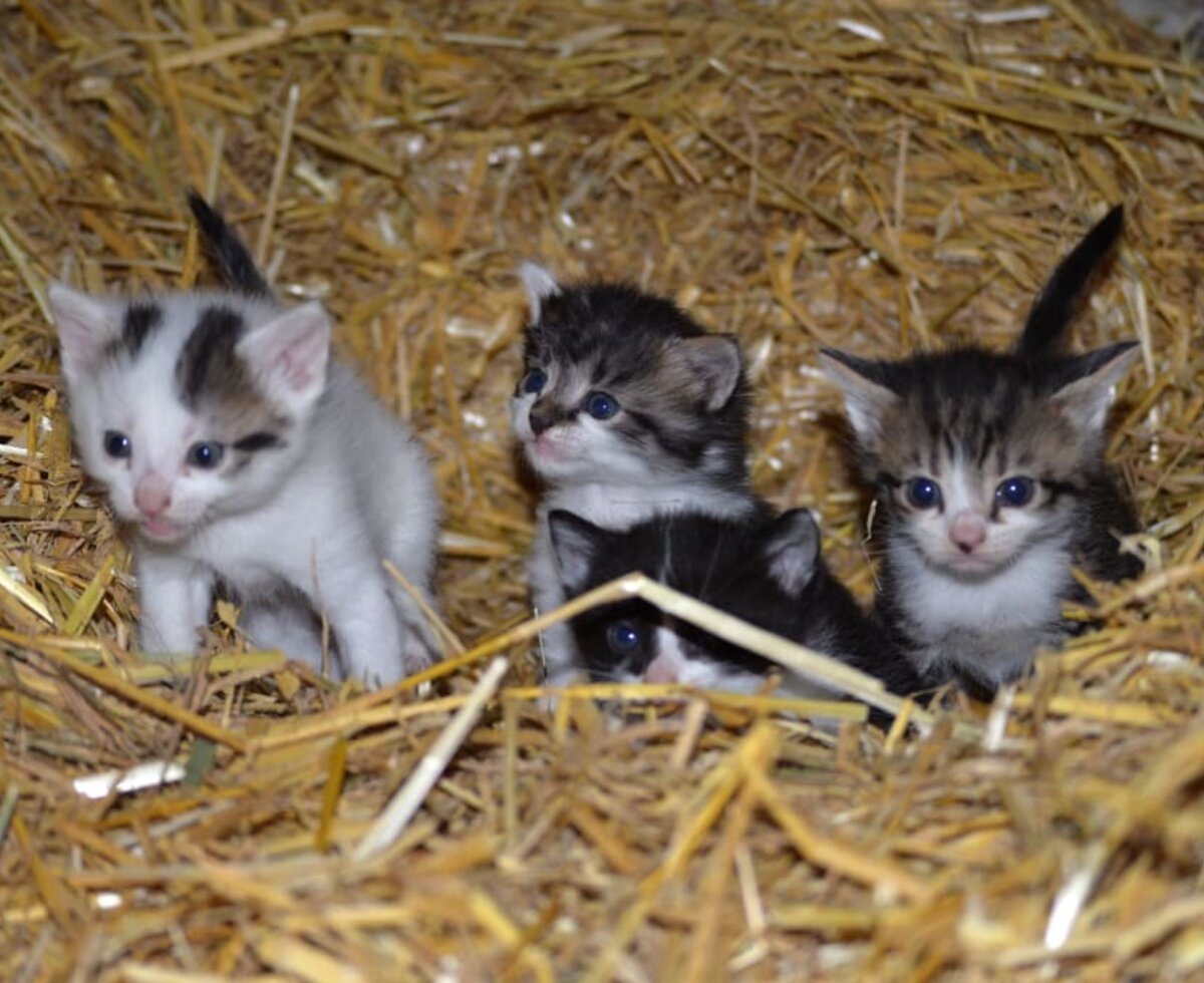 Nachwuchs bei den Katzen