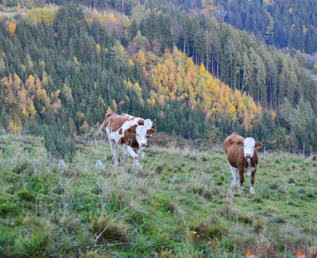 Fleckvieh-Kalbinnen