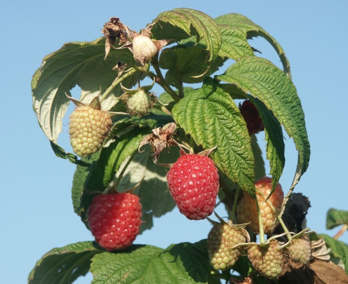 Himbeeren