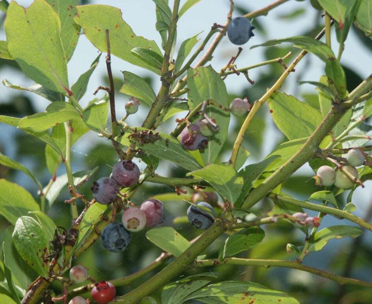 Heidelbeeren