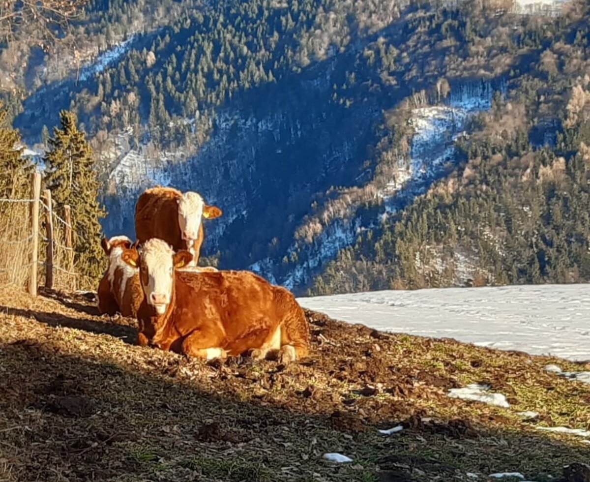 unsere Jungtiere immer draußen!