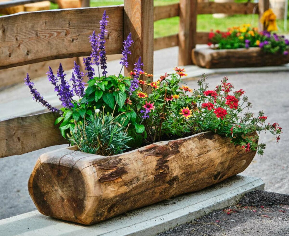 blühende Pracht im Sommer