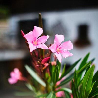 zarte Blüten im Sommer