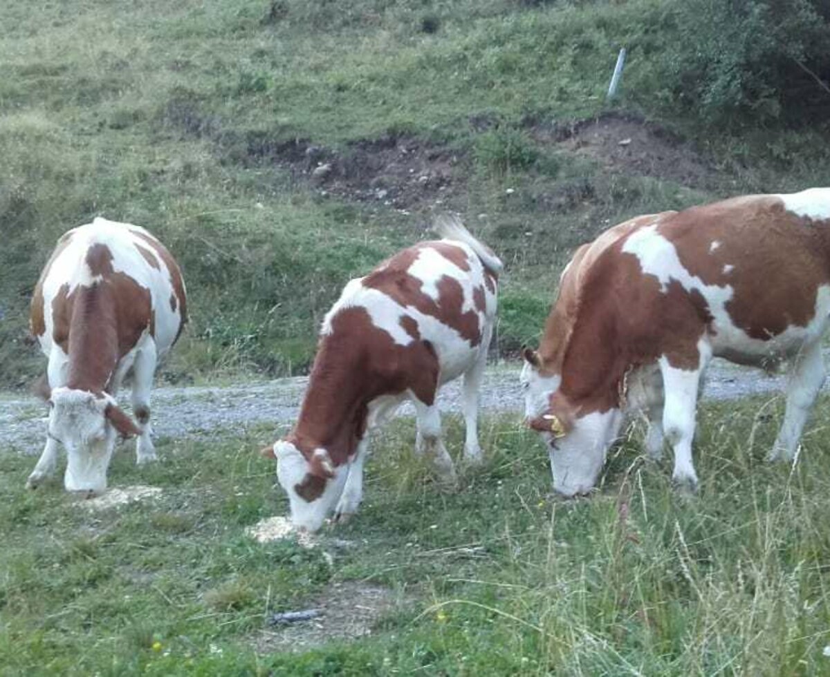 Sommerurlaub unserer Jungtiere auf der Alm