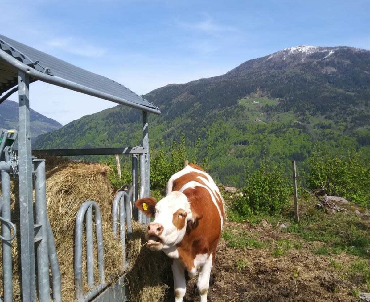 auf der Frühweide !