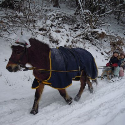 Winter Pony