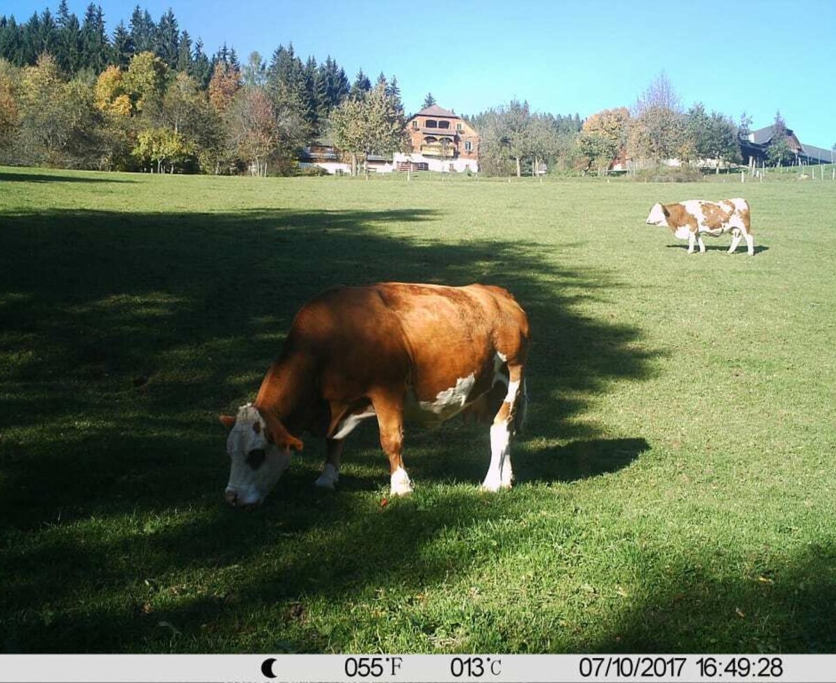 Kühe auf der Weide