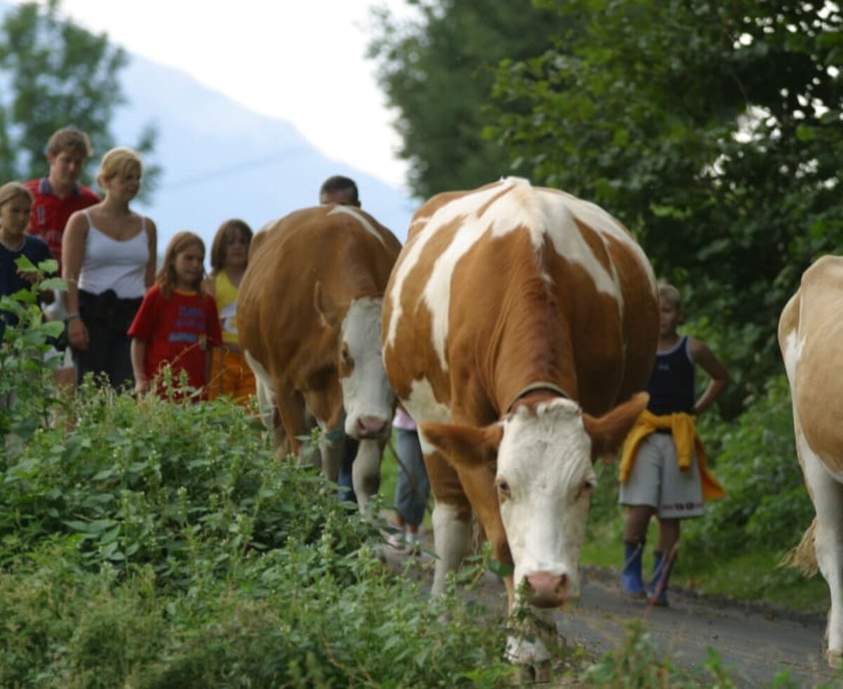 Gemeinsames Kühe holen am Gourmet Bauernhof Mentebauer