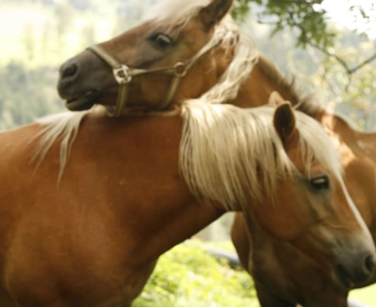 Haflinger Reitpferde