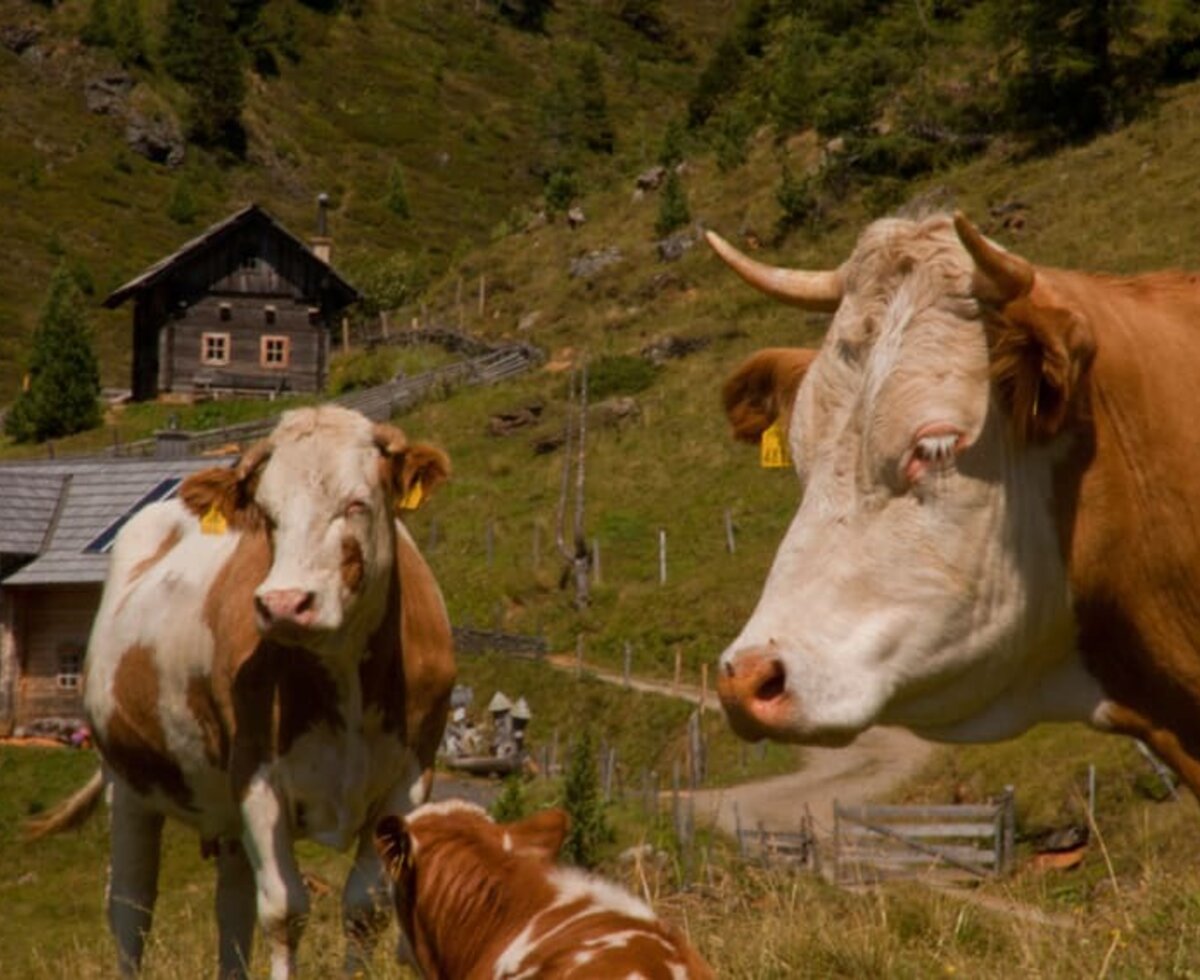 Tieren auf die Nockalm