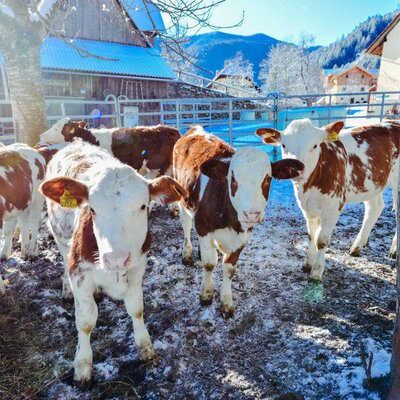 Kälbchen im Schnee