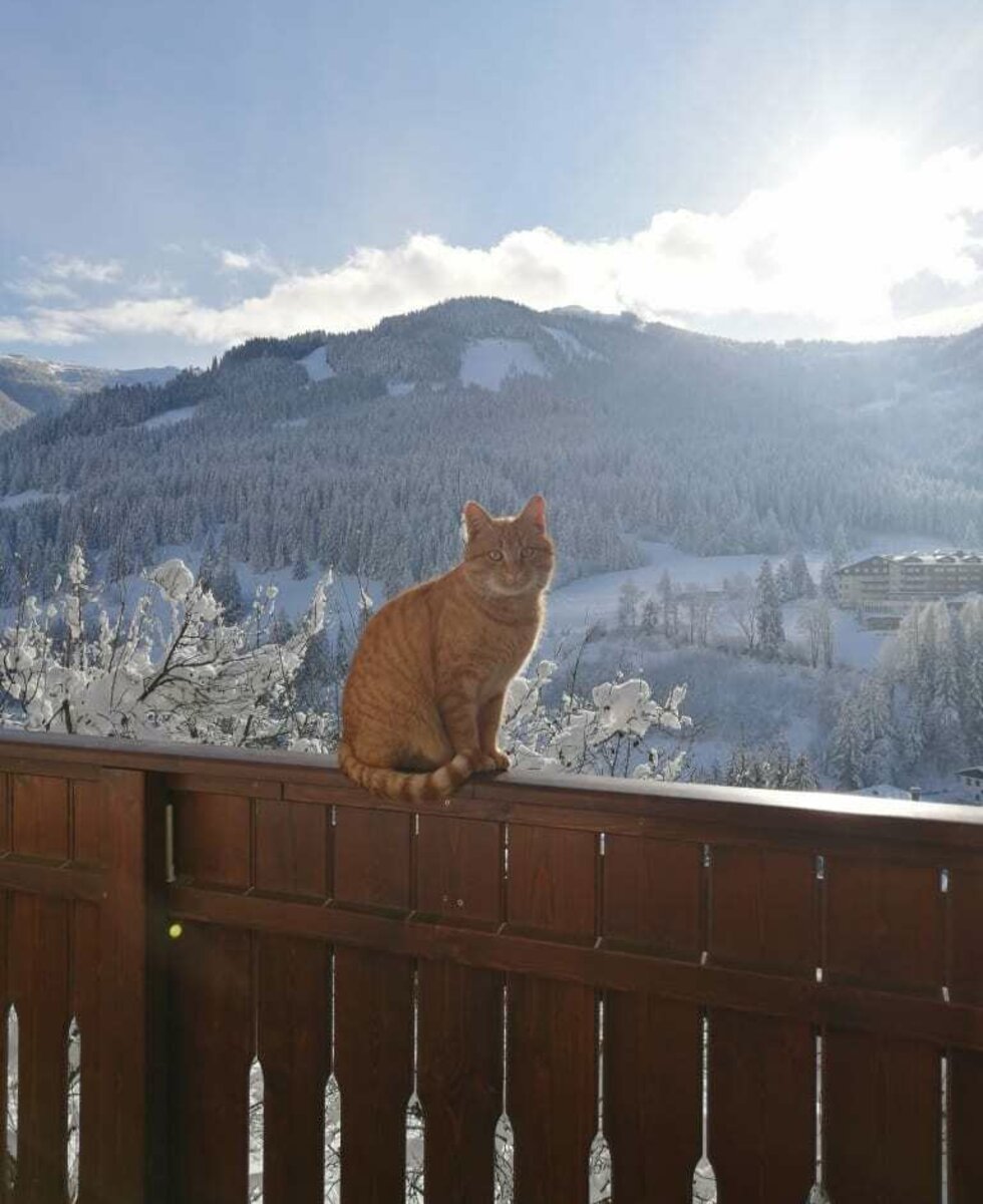 Unser Kater Fritz beim sonnen