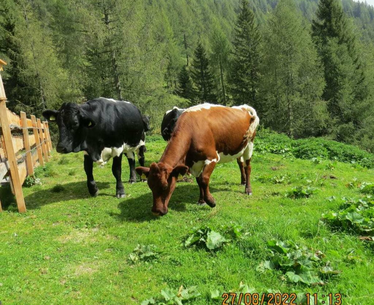 Unsere Kühe genießen den Sommer