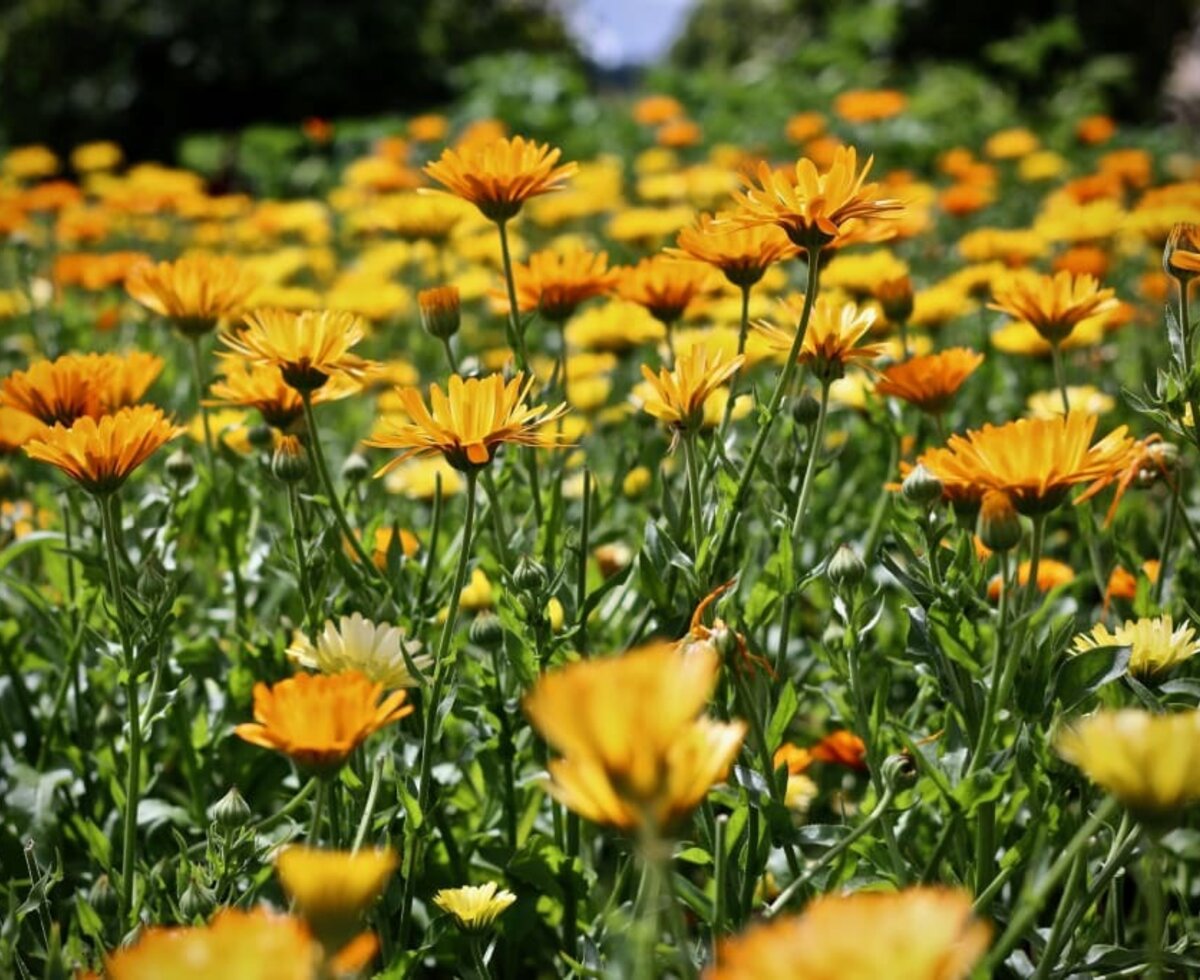 sie strahlen um die Wette - die Ringelblumen