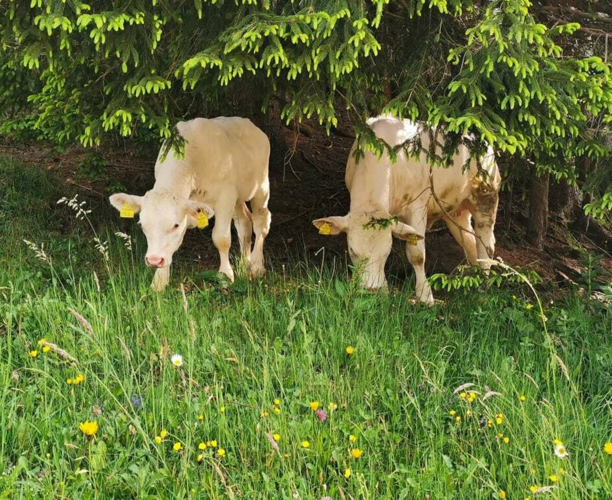 Kärntner Blondvieh