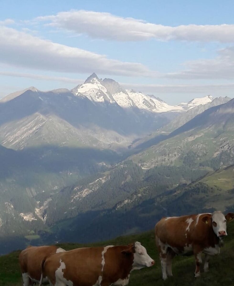 auch die Kühe haben freie Sicht auf den Gr0ßglockner