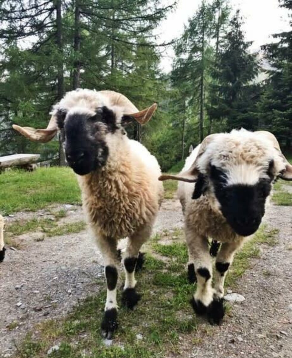 Unsere Walliser Schwarznasenschafe